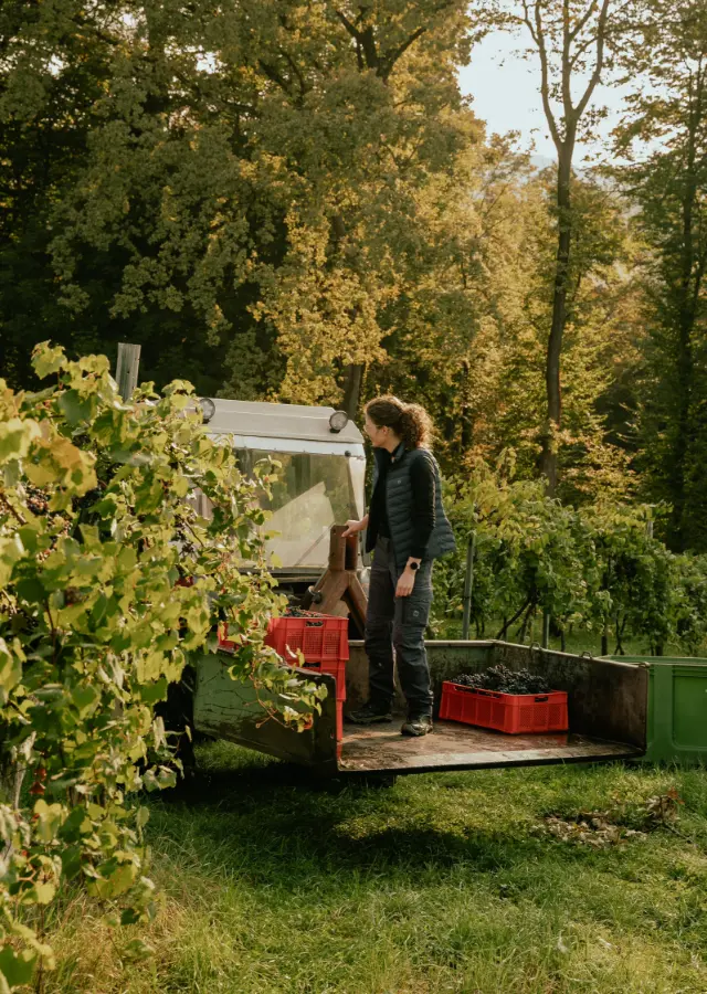 girl-vineyard-grapes-nature