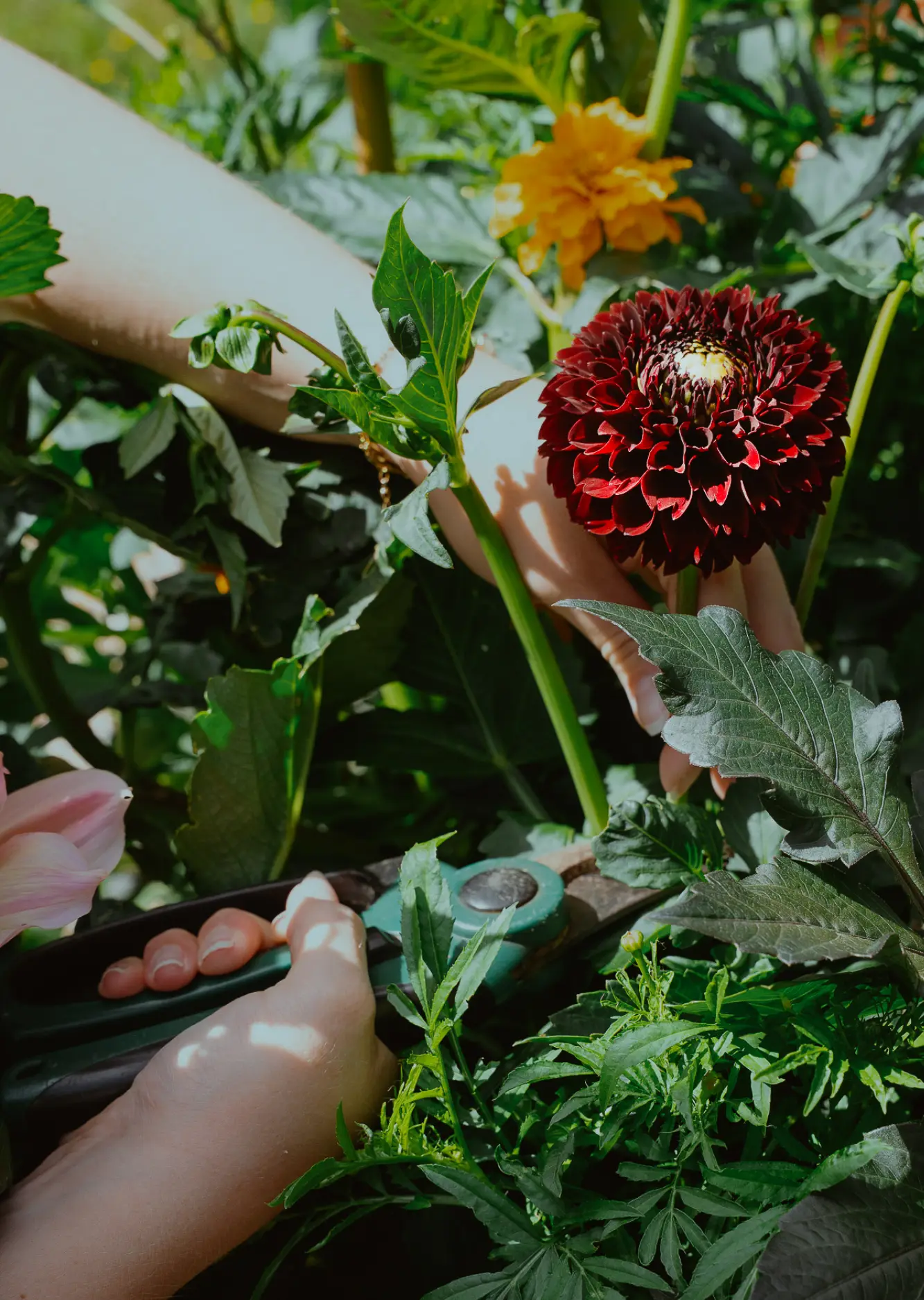garten-natur-blume-schere-gartenschere