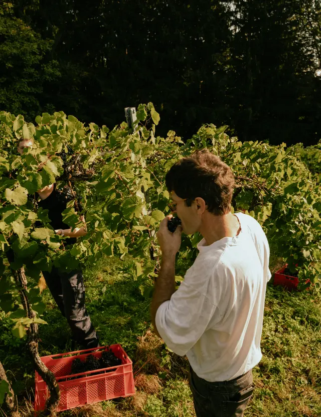 fotografie-weingut-krasshoisl-steiermark-content-shooting-brandin-rebranding-graz