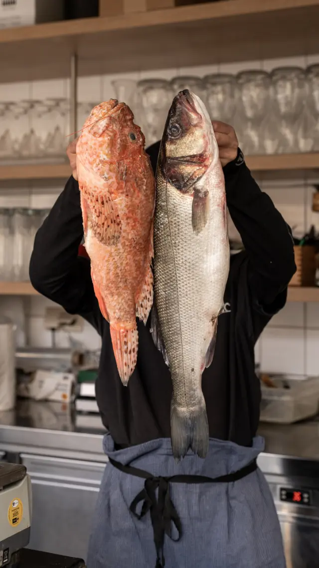 sofisch-graz-contentshooting-socialmedia-diskodesignstudio-social-fotoshooting-fish